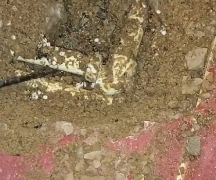 DERVİŞ ALİ SU TESİSATÇISI